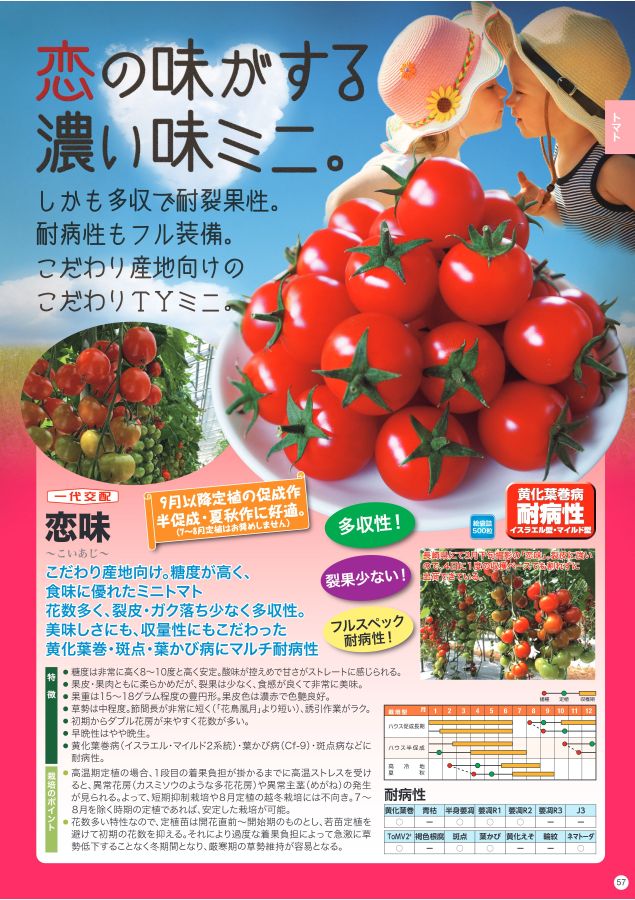 正規激安 トマトの種 怪盗オランジェ 小袋 7粒 野菜の種 tripoli.culhub.gr