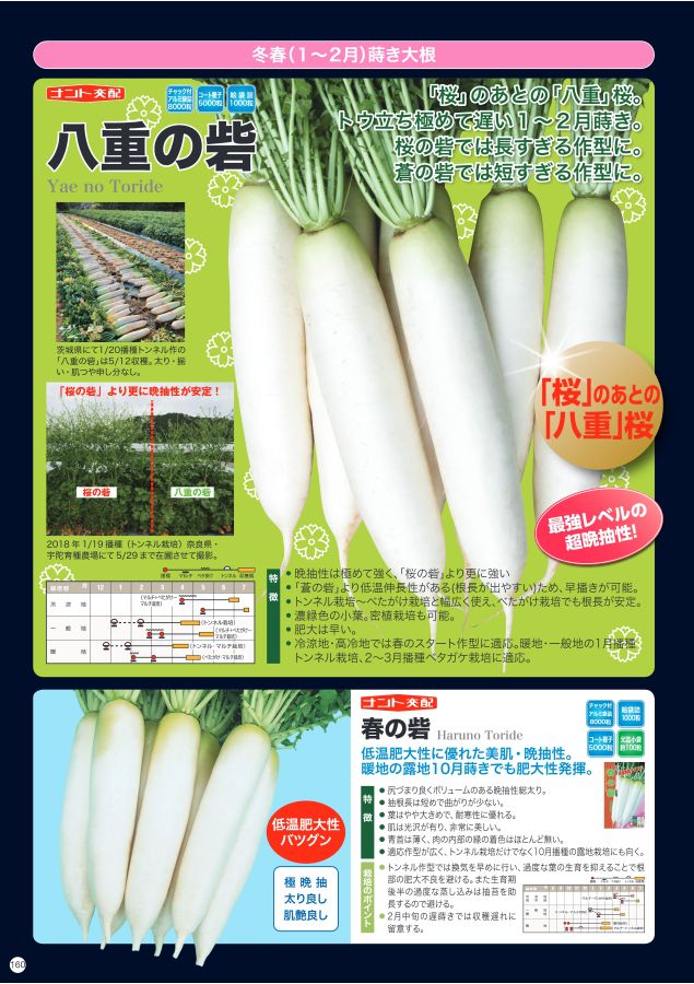 最新アイテム ダイコンの種 秋の砦 小袋 根菜、豆類、もやし